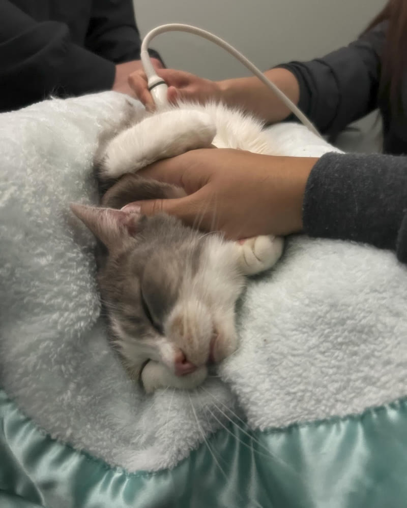 A grey cat dozing on a blanket during an abdominal ultrasound