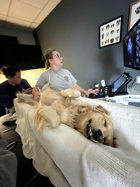 A golden retriever lying on the table in the echocardiography room