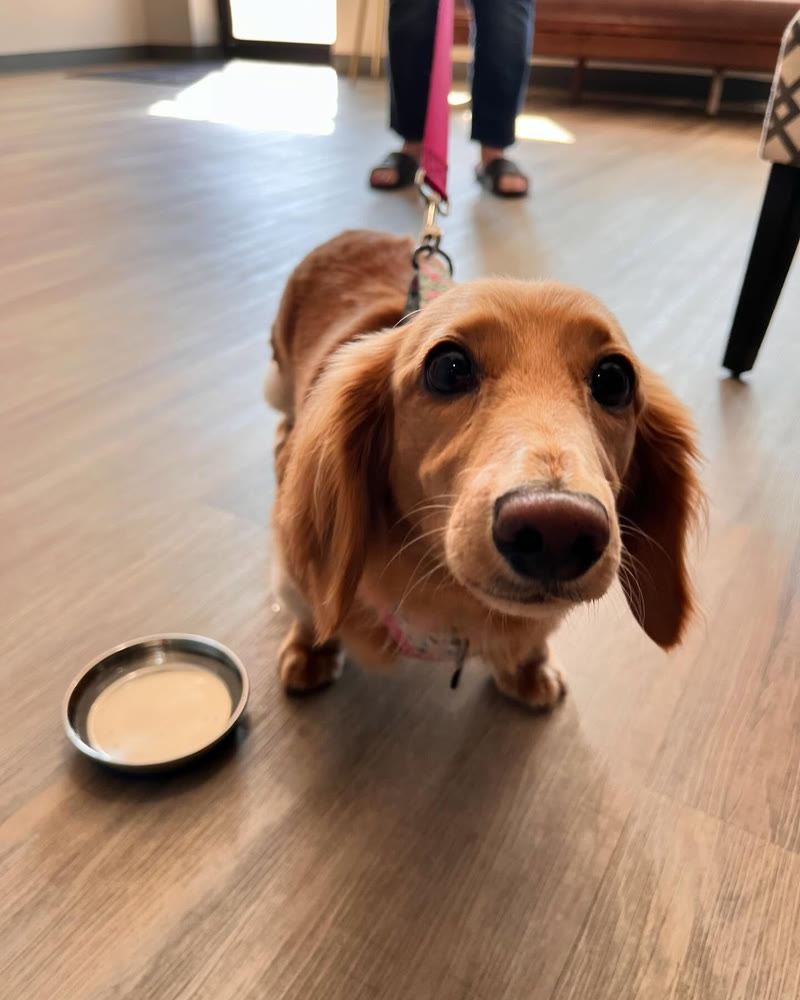 A dachshund looking up in the lobby